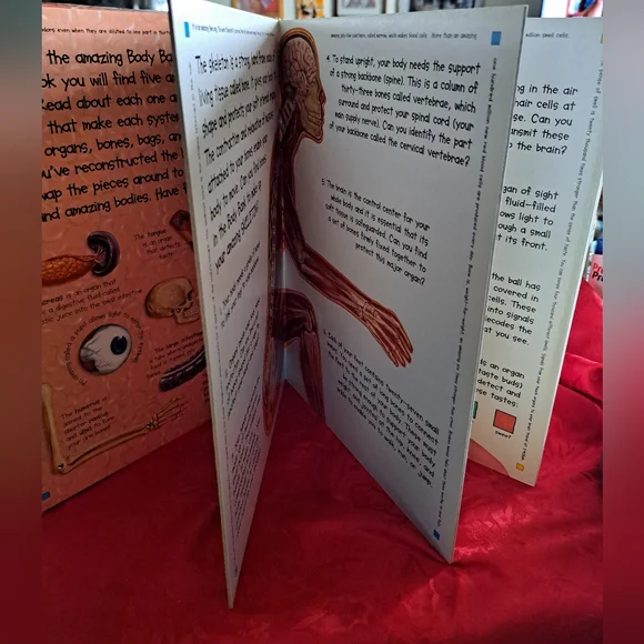 Amazing Body Educational Toy - Picture 3 of 3